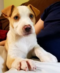 Sheprador Dogs for adoption in Marrero, LA, USA