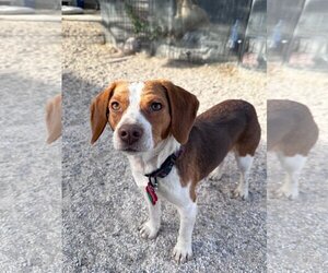 Medium Photo #1 Beagle Puppy For Sale in Las Vegas, NV, USA