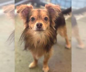 Chihuahua Dogs for adoption in Social Circle, GA, USA