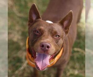 American Staffordshire Terrier-Unknown Mix Dogs for adoption in San Antonio, TX, USA