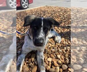 Mutt Dogs for adoption in San Antonio, TX, USA
