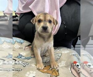 Greyhound-Labrador Retriever Mix Dogs for adoption in Stockton, CA, USA