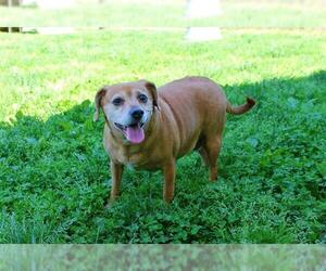 Puggle Dogs for adoption in Louisville, KY, USA