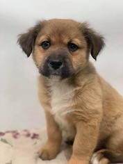 Medium Photo #1 Australian Shepherd-German Shepherd Dog Mix Puppy For Sale in Phoenix , AZ, USA