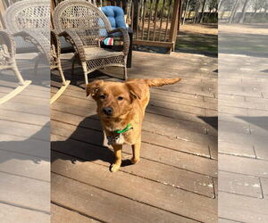Golden Retriever Dogs for adoption in Murrells Inlet, SC, USA