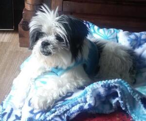 Shih Tzu Dogs for adoption in Mount Airy, NC, USA