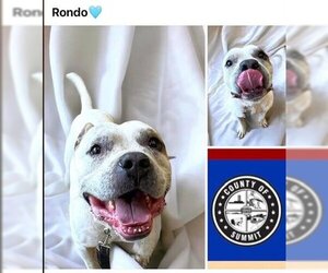 American Bulldog Dogs for adoption in Akron, OH, USA