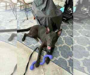 Dutch Shepherd -German Shepherd Dog Mix Dogs for adoption in Imlay City, MI, USA