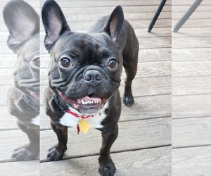 French Bulldog Dogs for adoption in Caldwell, NJ, USA
