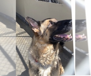 Mutt Dogs for adoption in La Mesa, CA, USA