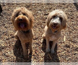 Labradoodle Dogs for adoption in Santa Cruz, CA, USA