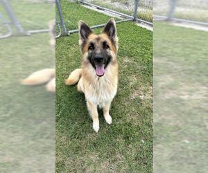 German Shepherd Dog Dogs for adoption in Corpus Christi, TX, USA