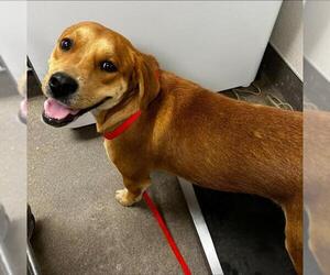 Labrador Retriever-Unknown Mix Dogs for adoption in HESPERIA, CA, USA