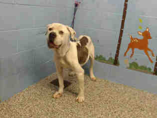 American Bulldog Dogs for adoption in San Bernardino, CA, USA
