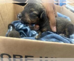 Labrador Retriever-Unknown Mix Dogs for adoption in Houston, TX, USA