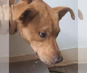 Carolina Dog Dogs for adoption in Fort Walton Beach, FL, USA