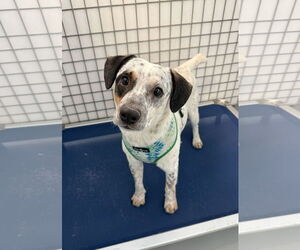 Mutt Dogs for adoption in Chico, CA, USA