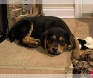 Rottweiler Dogs for adoption in Rossville, TN, USA