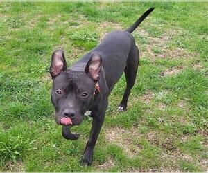 American Pit Bull Terrier Dogs for adoption in Springfield, MA, USA