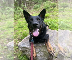 Mutt Dogs for adoption in Elmsford, NY, USA