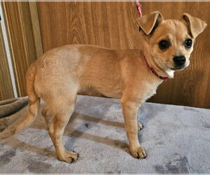Chihuahua-Unknown Mix Dogs for adoption in Olalla, WA, USA