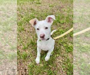 Huskies -Labrador Retriever Mix Dogs for adoption in pomfret, CT, USA
