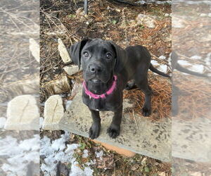 Boweimar Dogs for adoption in Brewster, NY, USA