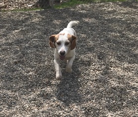 Medium Photo #1 Beagle Puppy For Sale in Holland, MI, USA