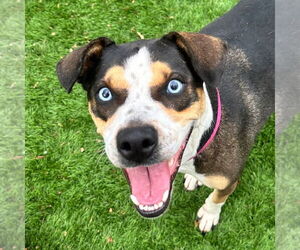 Mutt Dogs for adoption in Canton, CT, USA