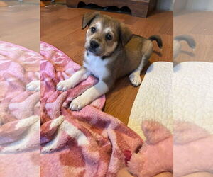 Mutt Dogs for adoption in Westwood, NJ, USA