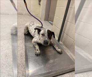 Mutt Dogs for adoption in Conroe, TX, USA