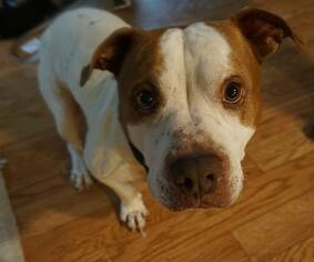 American Pit Bull Terrier-Unknown Mix Dogs for adoption in Toledo, OH, USA