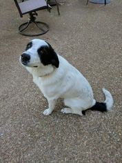 Small Australian Shepherd Mix