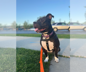 American Bulldog-Unknown Mix Dogs for adoption in Skokie, IL, USA