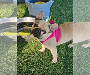 French Bulldog Dogs for adoption in Agoura Hills, CA, USA