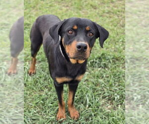 Rottweiler-Unknown Mix Dogs for adoption in Lakewood, CO, USA