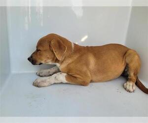 Chow Chow-Labrador Retriever Mix Dogs for adoption in Houston, TX, USA