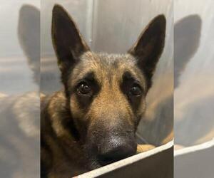 Mutt Dogs for adoption in San Antonio, TX, USA