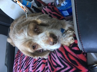 Cocker Spaniel Dogs for adoption in Tonopah, AZ, USA