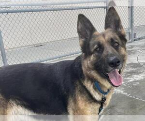 German Shepherd Dog Dogs for adoption in Martinez, CA, USA