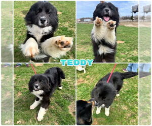 Australian Shepherd-Unknown Mix Dogs for adoption in Pierceton , IN, USA