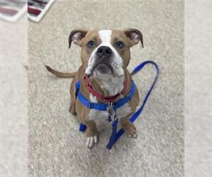 Mutt Dogs for adoption in Boston, MA, USA