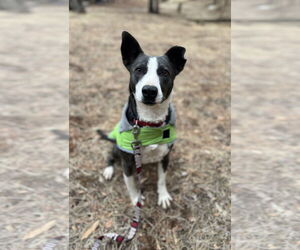 Border Collie-Unknown Mix Dogs for adoption in Chico, CA, USA
