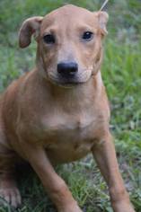 Medium Photo #1 Labrador Retriever-Unknown Mix Puppy For Sale in Brighton, TN, USA