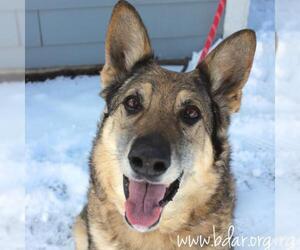 German Shepherd Dog-Unknown Mix Dogs for adoption in Cheyenne, WY, USA