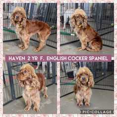 Cocker Spaniel Dogs for adoption in Mesa, AZ, USA