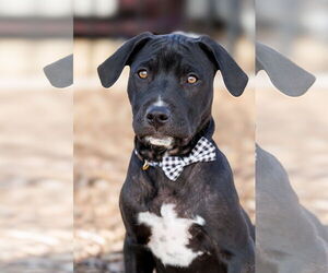 Australian Cattle Dog-Labrador Retriever Mix Dogs for adoption in McKinney, TX, USA