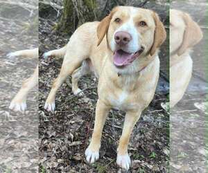 Mutt Dogs for adoption in Cuba, NY, USA