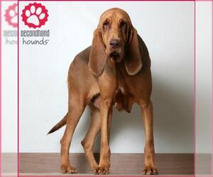 Medium Photo #1 Bloodhound Puppy For Sale in Eden Prairie, MN, USA