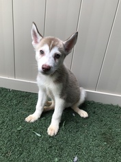 Medium Photo #1 Siberian Husky Puppy For Sale in Edmond, OK, USA